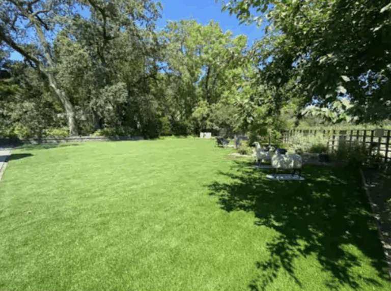 Late Summer Lawn Care Tips